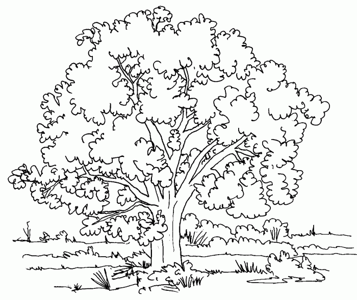 Coloring book pages trees